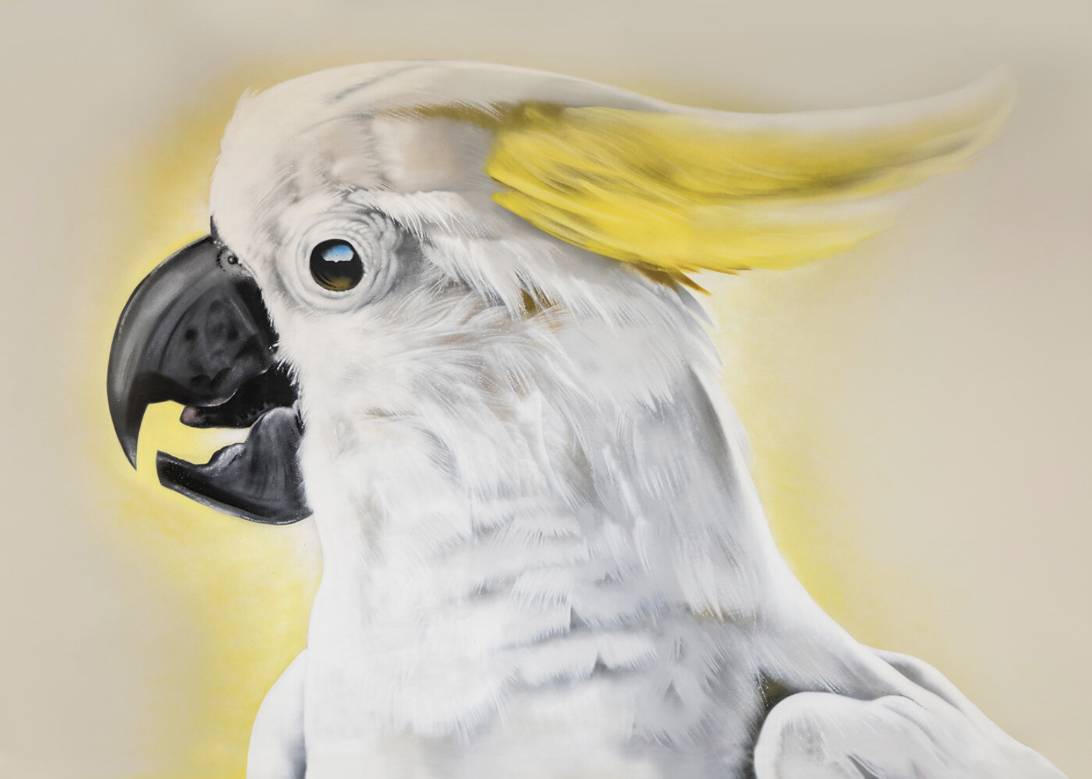 Sulphur Cockatoo print